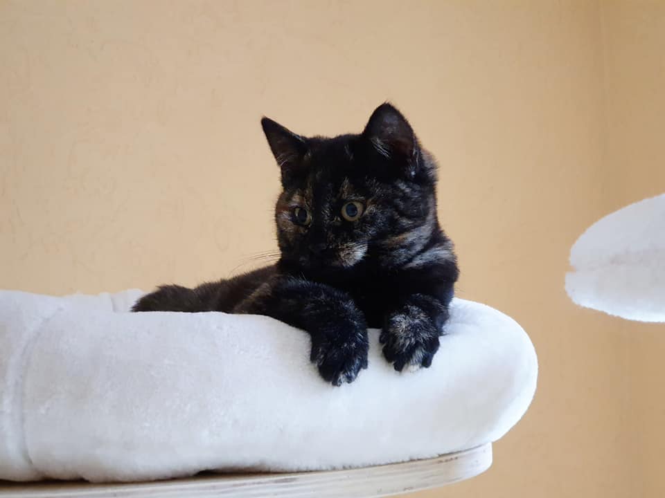 elsa